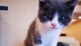 怎么引诱宠物猫进家里