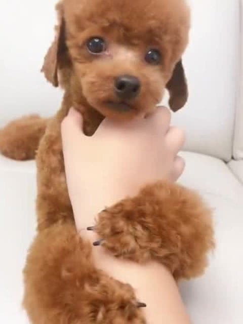 随便抱宠物狗会怎么样吗