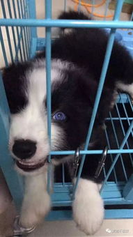 宠物狗夜里狂吠叫怎么办