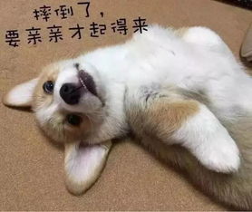 我们坐飞机宠物狗怎么办