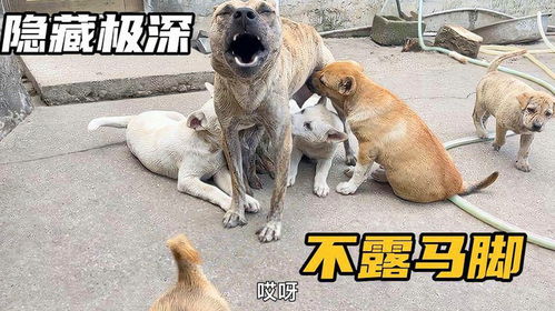 宠物狗遭大狗咬了怎么办