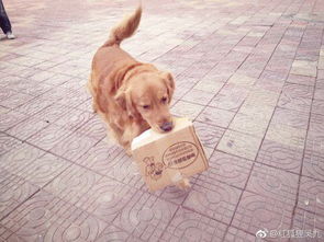 宠物狗买回来后怎么养