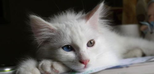 宠物猫回家打猫怎么打的