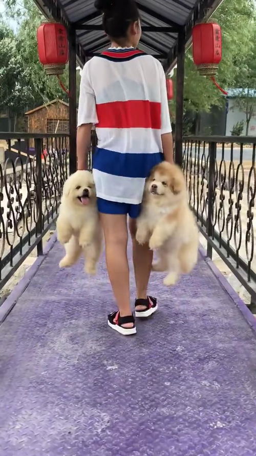 宠物狗不听话怎么养活了