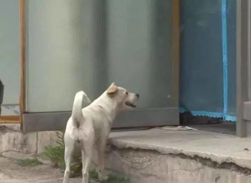 宠物狗被邻居吃掉怎么办