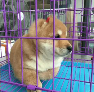 当街盗宠物狗怎么办呢