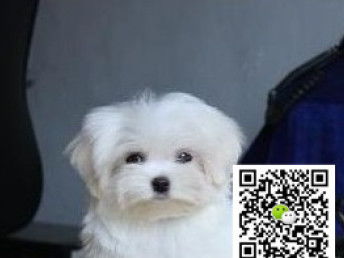 马尔济斯犬多少钱
