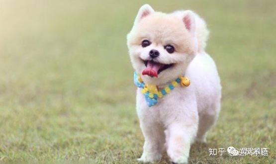 怎么能让宠物狗变乖巧呢