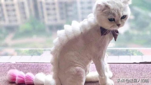 宠物猫毛怎么剃毛