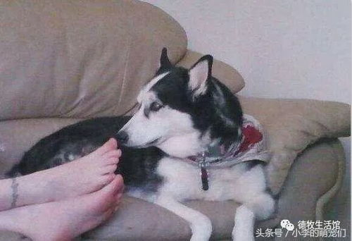 宠物狗烂脚丫子怎么办啊