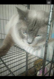 宠物猫怎么送回去