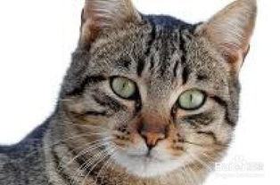 宠物猫要怎么照顾好