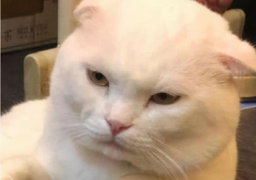 微博怎么买宠物猫