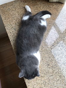怎么让宠物猫胖点