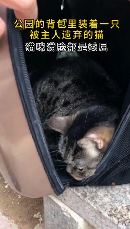 宠物猫包怎么组装的