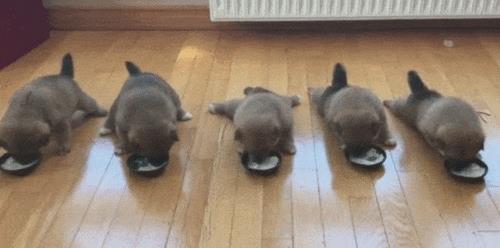 狗狗怀孕的体温多少正常