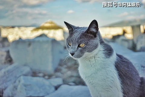梦想生活怎么驯服宠物猫