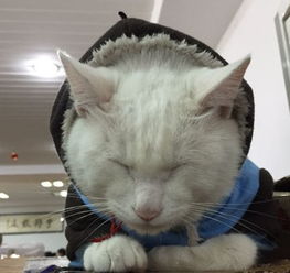 怎么做自制宠物猫