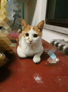 宠物猫送来猫粮怎么喂