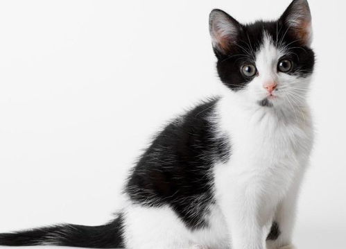 宠物猫不通人性怎么办呢