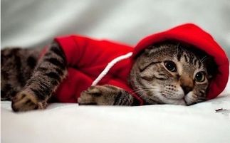 宠物猫怎么样才算感冒