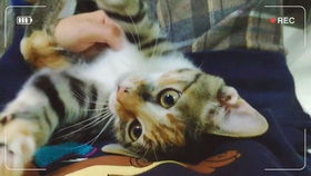 有宠物猫怎么出行