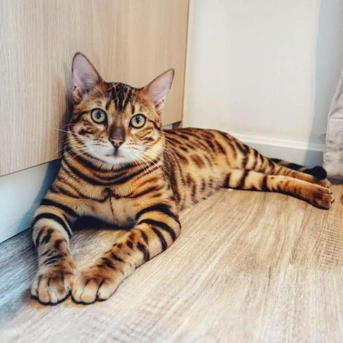 最便宜的猫要多少钱