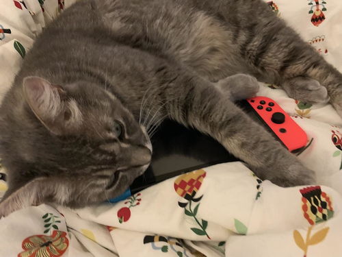 怎么帮人养宠物猫呢
