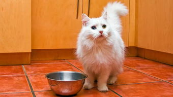 宠物猫怎么喂猫