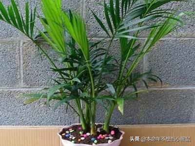 宠物猫散尾葵怎么养