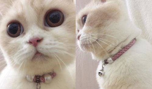 怎么戴宠物猫项圈