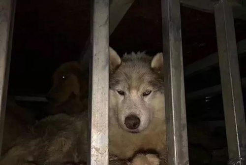 车辆撞飞宠物狗怎么办啊