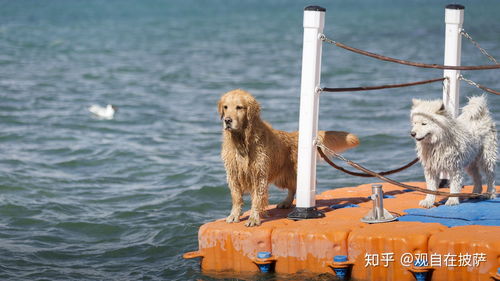 宠物狗放进森林会怎么样