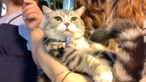 宠物猫怎么出门玩