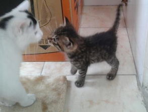 嗯那宠物猫怎么养