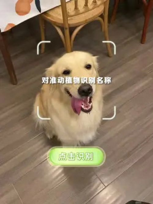 怎么分别是不是宠物狗呢