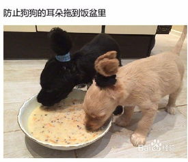 给宠物狗做食物怎么做