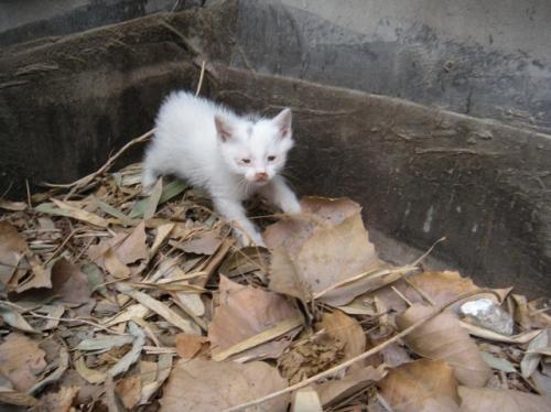 宠物猫邮寄怎么寄
