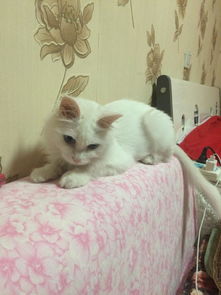 宠物猫怎么才会胖