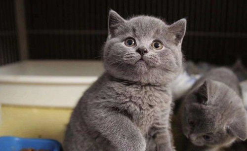 宠物猫怎么关注它