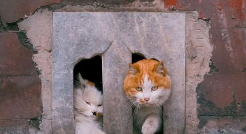 娘娘怎么养宠物猫