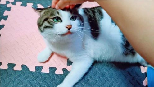 不敢用手摸宠物猫怎么办