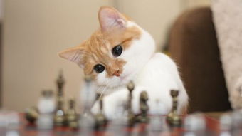 宠物猫怎么抚摸