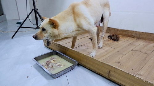 宠物狗能吃汤吗怎么吃的