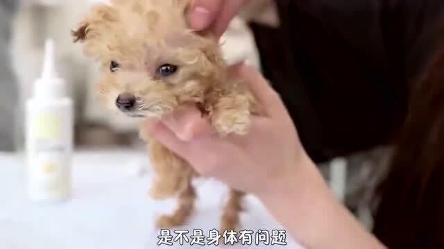 捡到一只宠物狗该怎么办