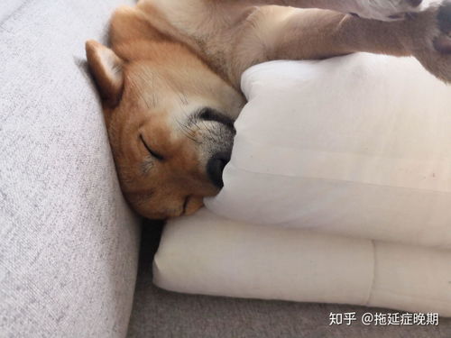 怎么晒鱼干喂宠物狗吃呢