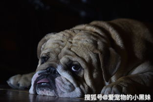 宠物狗吃了有毒物怎么办