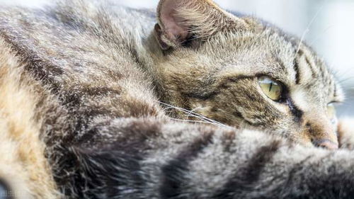 宠物猫粮怎么搭配