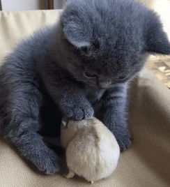 宠物猫笼怎么拼