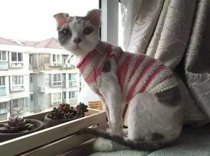 宠物猫怎么剃毛